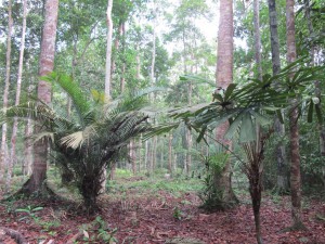 frim-pasoh-arboretum