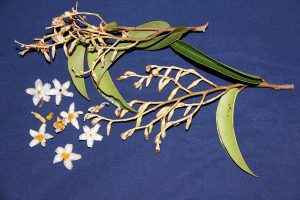 leaves and flowers