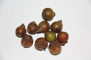 keladan fruits