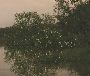 Fireflies exhibiting