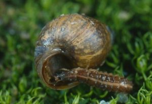 Firefly larva feeding