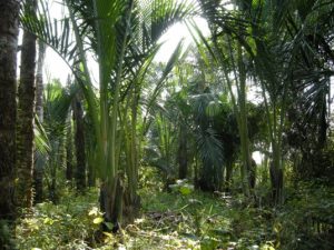 The natural habitats for firefly larvae