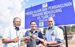 Conduct R&D on mengkuang planting