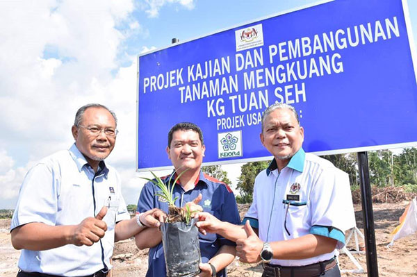 FRIM, KEJORA to conduct R&D on mengkuang planting Conduct R&D on mengkuang planting
